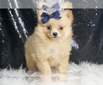 Small #3 Pomeranian