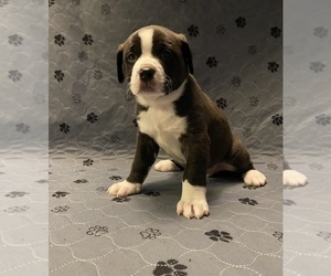 American Staffordshire Terrier-Australian Shepherd Mix Dogs for adoption in INDIANAPOLIS, IN, USA