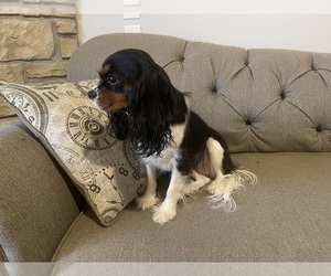 Mother of the Cavalier King Charles Spaniel puppies born on 09/09/2025