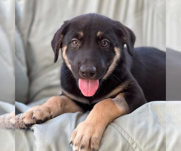 Medium Photo #1 Labrador Retriever-Unknown Mix Puppy For Sale in San Diego, CA, USA