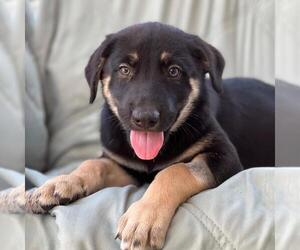Labrador Retriever-Unknown Mix Dogs for adoption in San Diego, CA, USA
