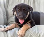 Napoleon Dynamite Pup - Lyle - Male Labrador Retriever-Unknown Mix Dog for Adoption - Small photo