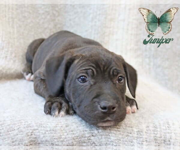 Medium Photo #9 Mastiff-Unknown Mix Puppy For Sale in Wakefield, RI, USA