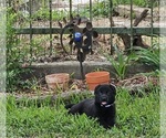 Small #5 German Shepherd Dog