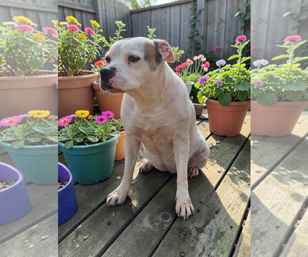 Medium Photo #34 Bullboxer Pit Puppy For Sale in McKinney, TX, USA