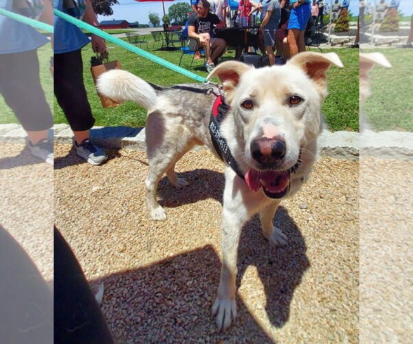 Medium Photo #2 Mutt Puppy For Sale in Columbus, IN, USA