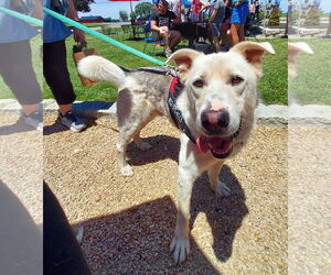 Toby - Male Mutt Dog for Adoption - Photo #2