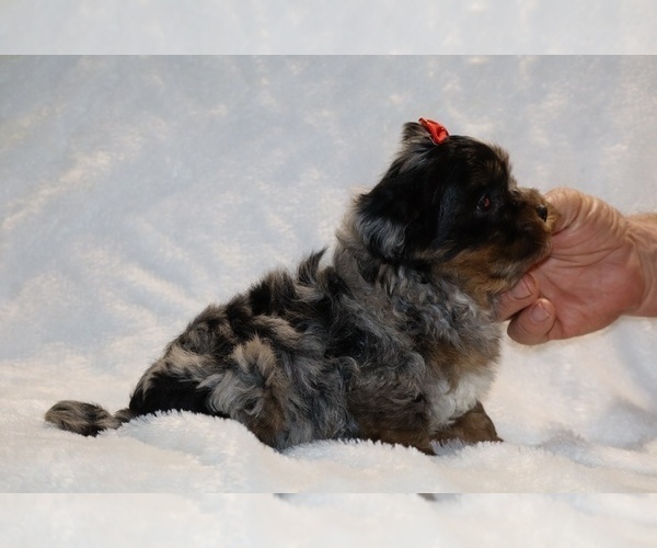 Medium Photo #16 ShihPoo Puppy For Sale in DYERSBURG, TN, USA