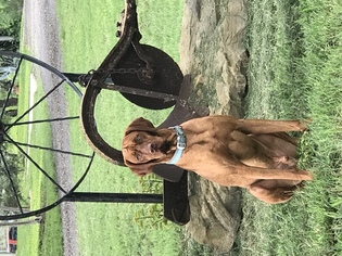 Father of the Vizsla puppies born on 04/10/2018