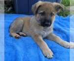 Small Photo #3 German Shepherd Dog Puppy For Sale in AVILLA, IN, USA
