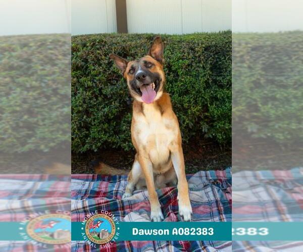 Medium Photo #1 German Shepherd Dog Puppy For Sale in Mobile, AL, USA