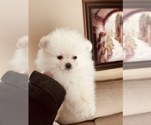 Pomeranian Puppy for Sale in FORT WAYNE, Indiana USA