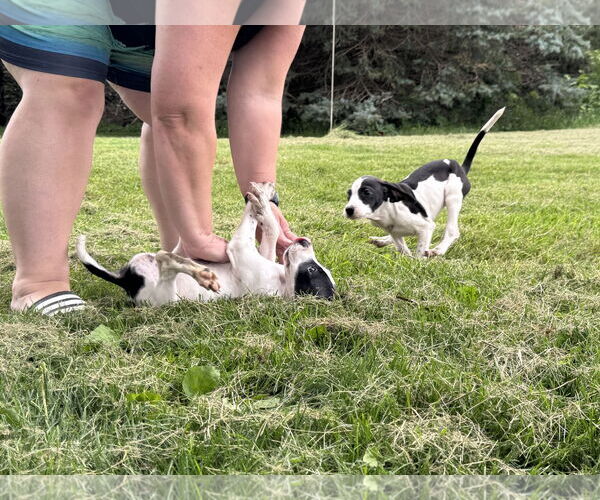 Medium Photo #4 Great Dane Puppy For Sale in Buffalo, MN, USA