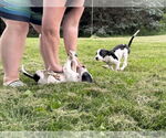 Small #3 Great Dane