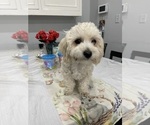 Small #8 Maltipoo (Miniature)