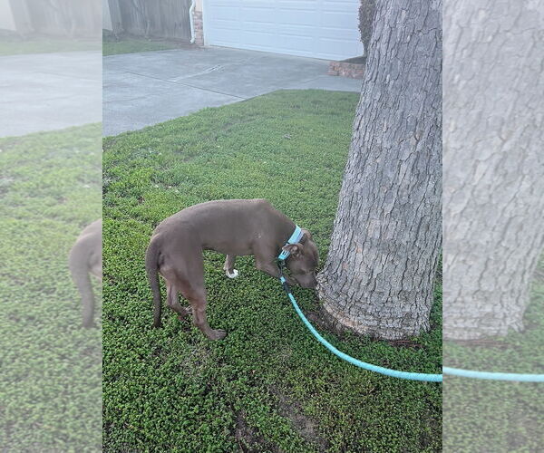 Medium Photo #7 Mutt Puppy For Sale in Woodland Hills, CA, USA