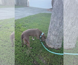 ALLEN J - Male Mutt Dog for Adoption - Photo #7