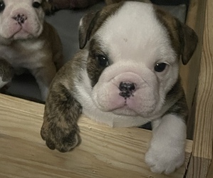 English Bulldog Puppy for sale in DENVER, IN, USA