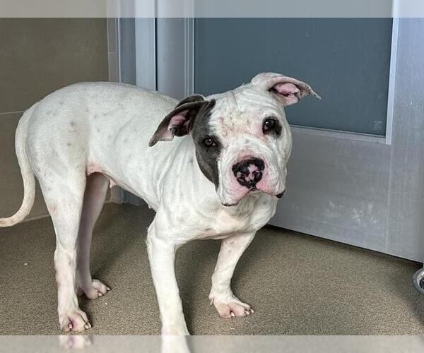 Medium Photo #1 American Staffordshire Terrier-Unknown Mix Puppy For Sale in Grand Prairie, TX, USA