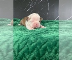 Small Photo #64 Boston Terrier Puppy For Sale in TULARE, CA, USA