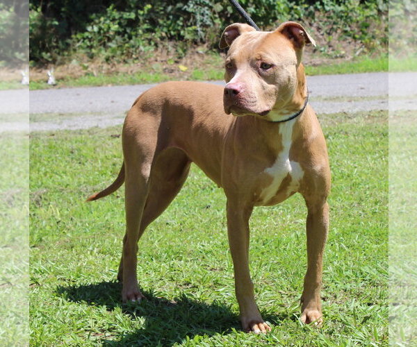 Medium Photo #1 Mutt Puppy For Sale in Prattville, AL, USA