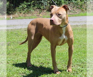 Mutt Dogs for adoption in Prattville, AL, USA