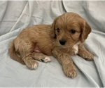 Small Photo #62 Cavapoo Puppy For Sale in PENSACOLA, FL, USA