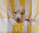 Small Photo #63 Bordoodle Puppy For Sale in COPPERAS COVE, TX, USA