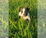 Small Photo #7 French Bulldog Puppy For Sale in BONE CAVE, TN, USA