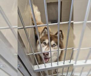 Siberian Husky Dogs for adoption in Decatur, IL, USA