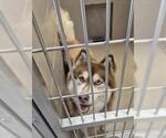 Small Siberian Husky