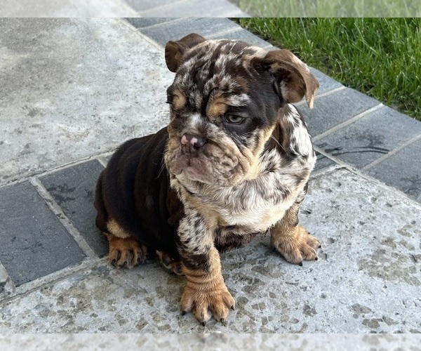 Medium Photo #4 Bulldog Puppy For Sale in CORONA, CA, USA