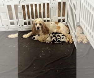 Cocker Spaniel Puppy for Sale in MARTIN, Georgia USA