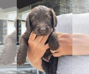 Labradoodle Puppy for sale in CENTERVILLE, IN, USA