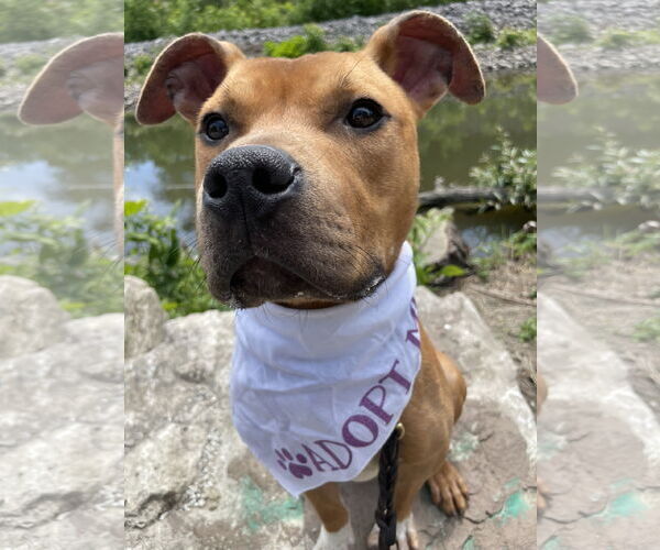 Medium Photo #2 Mutt Puppy For Sale in Crete, IL, USA