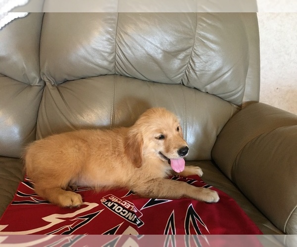 Medium Photo #7 Golden Retriever Puppy For Sale in PARIS, TX, USA