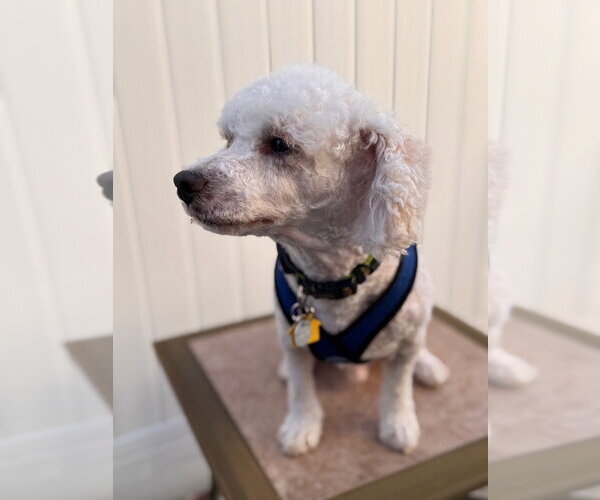 Medium Photo #5 Mutt Puppy For Sale in Salt Lake City, UT, USA