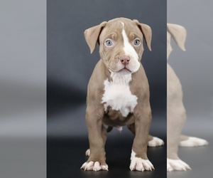 American Bully Puppy for sale in CHAMPAIGN, IL, USA