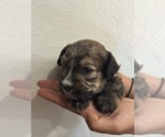 Small #8 Bernedoodle (Miniature)