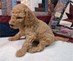 Puppy Male 2 Goldendoodle