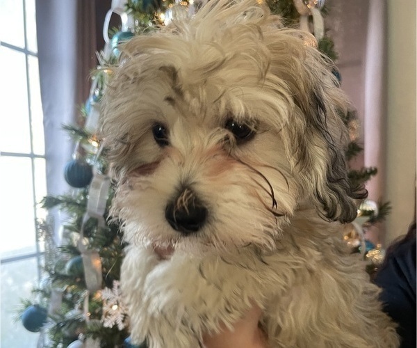 Medium Photo #18 Maltipoo (Miniature) Puppy For Sale in PALMDALE, CA, USA