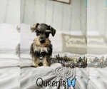 Small Photo #8 Schnauzer (Standard) Puppy For Sale in COOKEVILLE, TN, USA