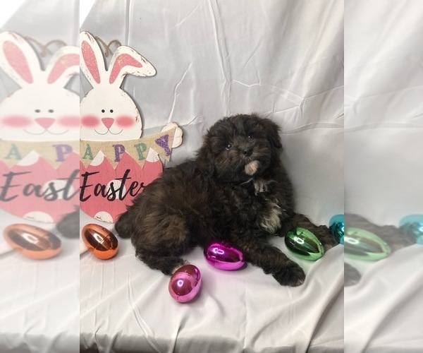 Medium Photo #2 Aussiedoodle Miniature  Puppy For Sale in INDIANAPOLIS, IN, USA