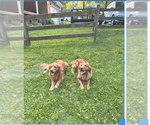 Small #5 Golden Retriever