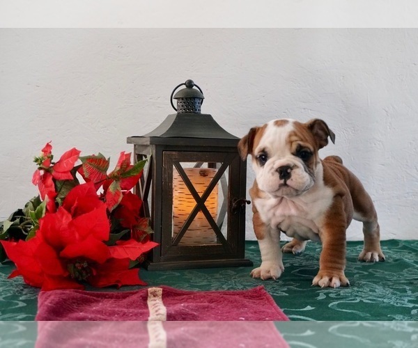 Medium Photo #1 English Bulldog Puppy For Sale in NAPPANEE, IN, USA
