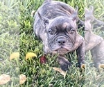 Small Photo #104 French Bulldog Puppy For Sale in DALLAS, TX, USA