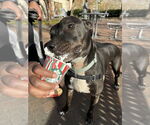 Small #15 Great Dane Mix