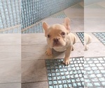 Small #6 French Bulldog