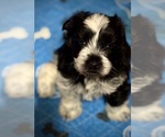 Small Photo #19 Schnauzer (Miniature) Puppy For Sale in PFLUGERVILLE, TX, USA