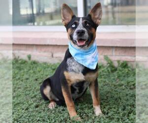 Mutt Dogs for adoption in San Antonio, TX, USA
